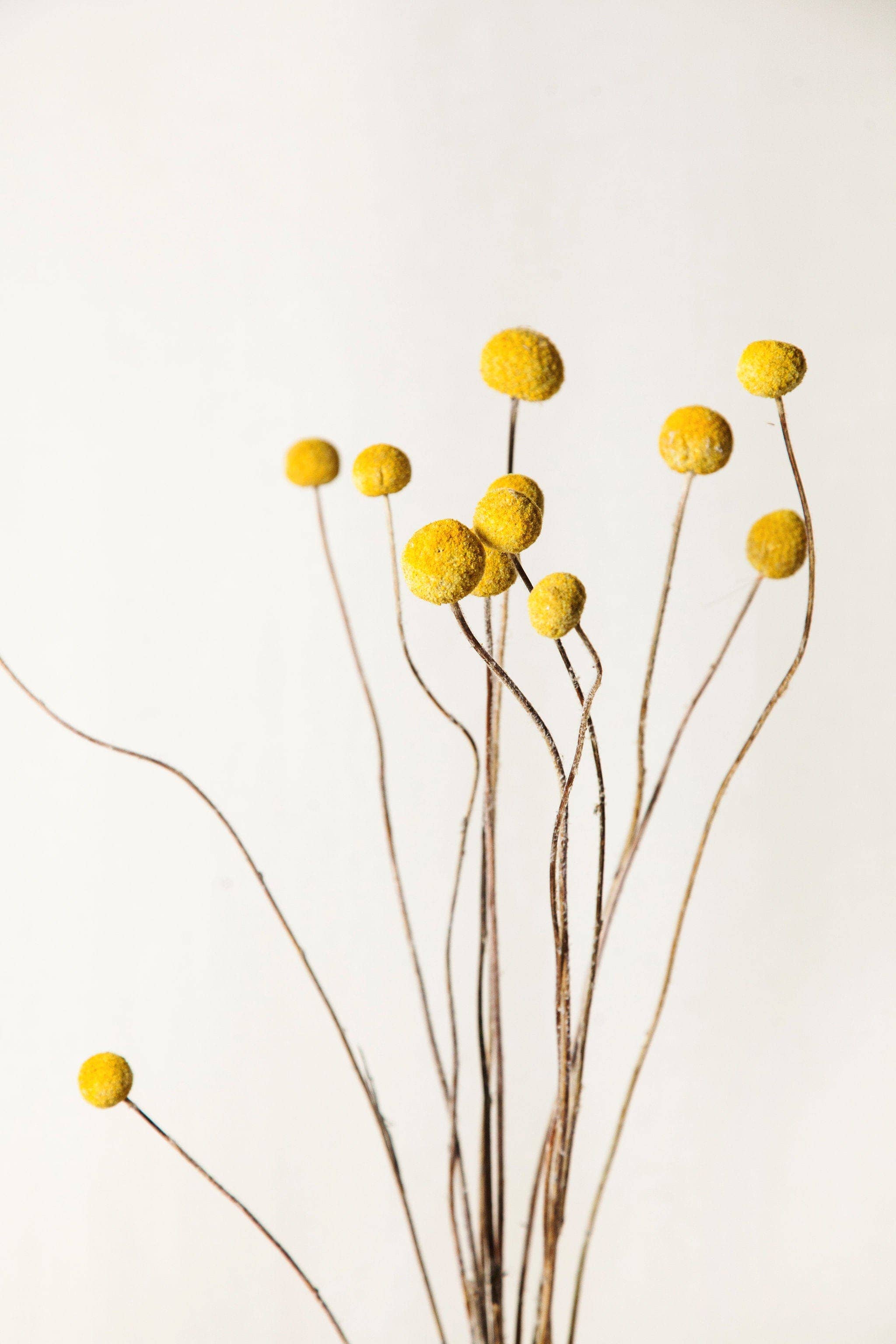 Dried Yellow Billy Balls