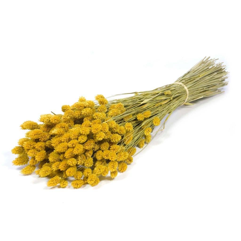 Yellow Phalaris