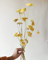 Yellow Yarrow