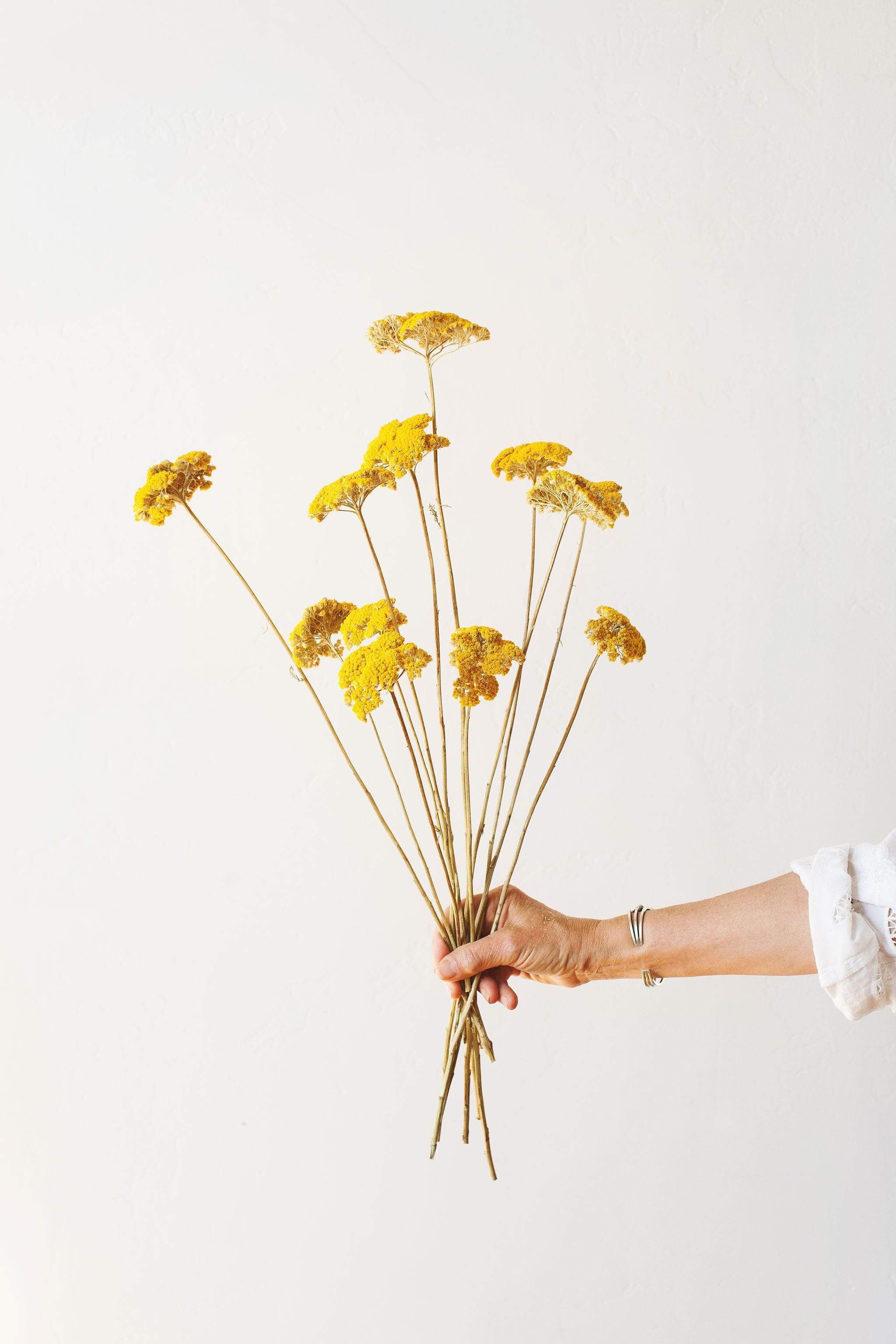 Yellow Yarrow