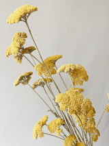 Yellow Yarrow