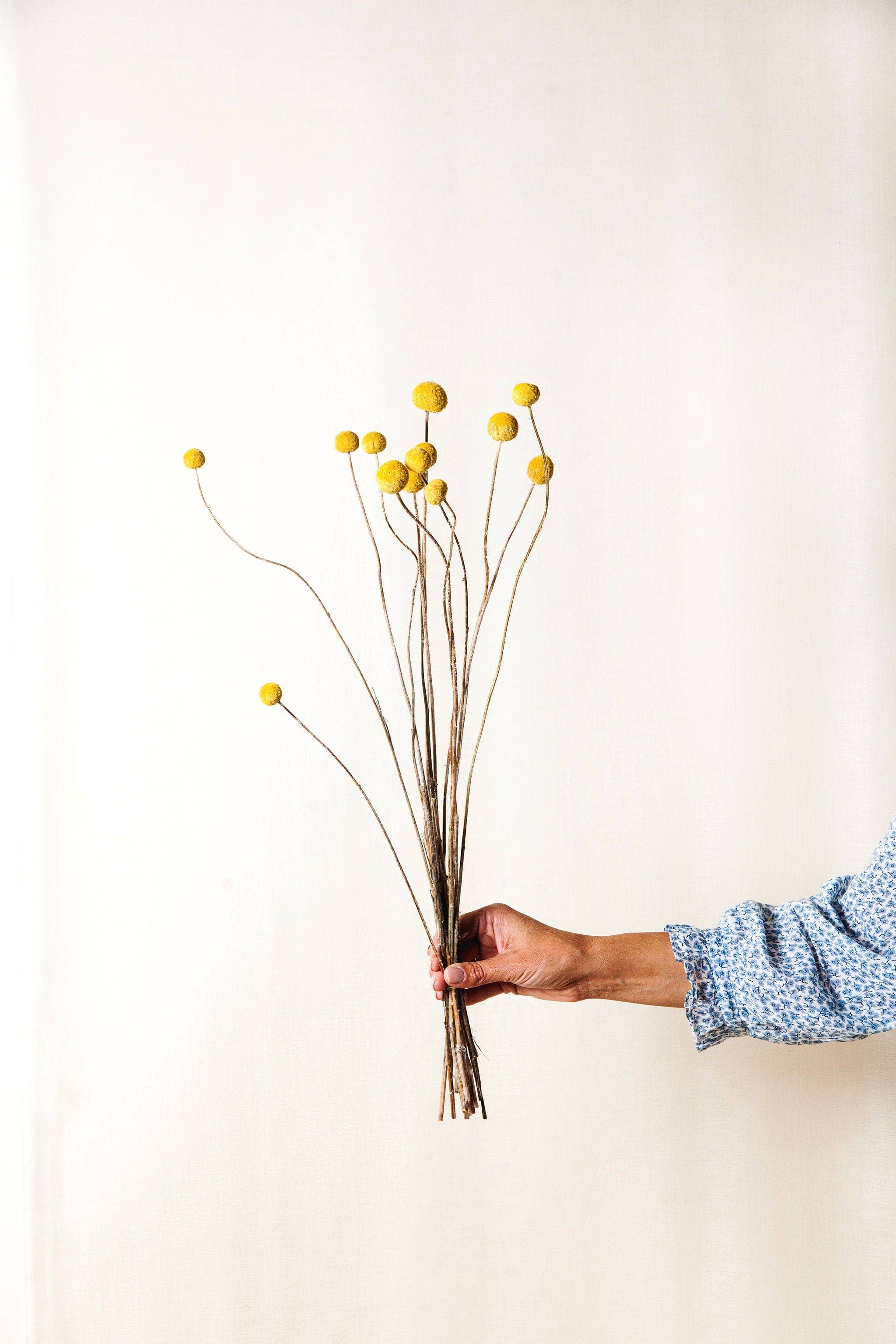 Dried Yellow Billy Balls