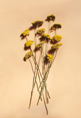 Yellow Yarrow