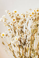 White Rhodanthe Daisy