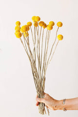 Dried Yellow Billy Balls